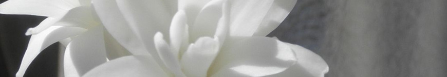 Significado flor angélica