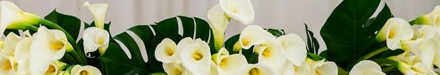 Significado flor copo-de-leite