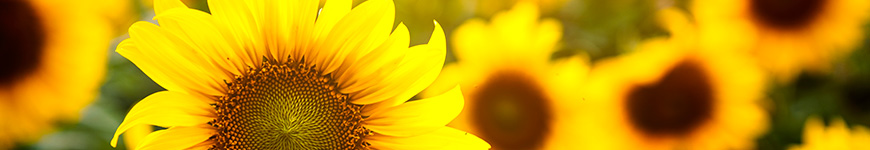 Significado flor girassol