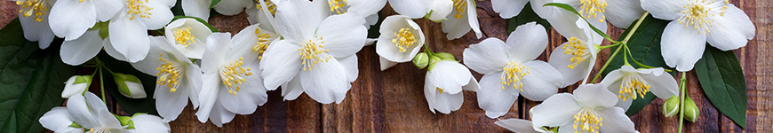 Significado flor jasmin