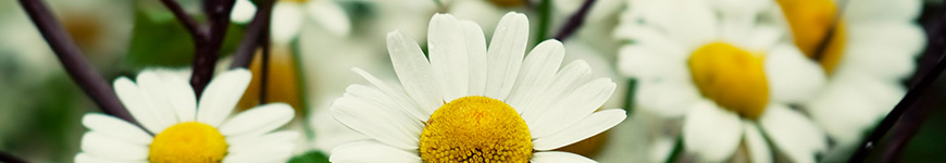 Significado flor margarida