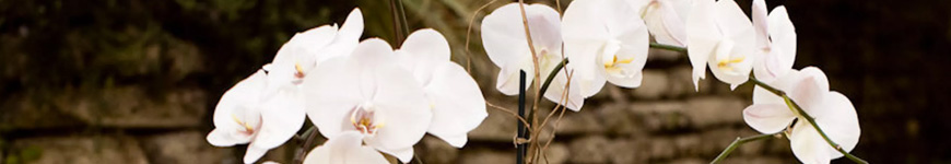 Significado flor orquídea