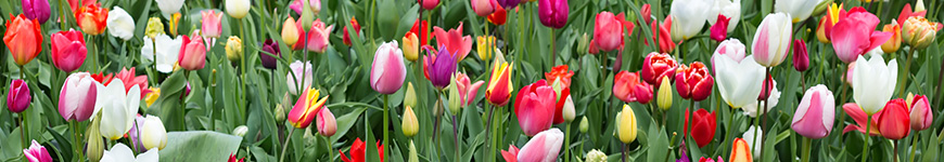 Significado flor tulipa